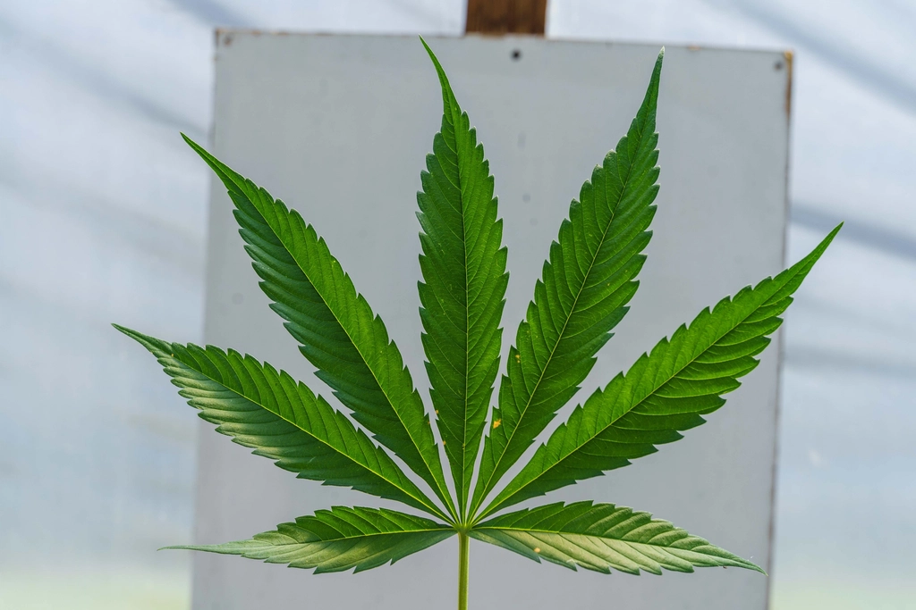 Exsicata de folha de cannabis em prancha de herbário